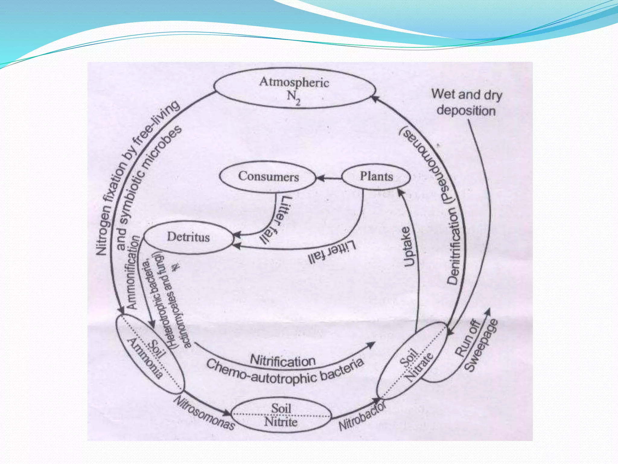 Nitrogen cycle