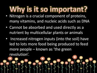• Nitrogen is a crucial component of proteins,
many vitamins, and nucleic acids such as DNA
• Cannot be absorbed and used directly as a
nutrient by multicellular plants or animals
• Increased nitrogen inputs (into the soil) have
led to lots more food being produced to feed
more people – known as ‘the green
revolution’.
 