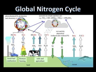 Global nitrogen fixation,
natural and anthropogenic in
both oxidized and reduced
forms through combustion,
biological fixation, lightning
and fertilizer and industrial
production. The arrows
indicate a transfer from the
atmospheric N2 reservoir to
terrestrial and marine
ecosystems, regardless of the
subsequent fate of the Nr.
Green arrows represent
natural sources, purple arrows
represent anthropogenic
sources.
 