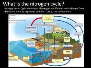 What is the nitrogen cycle?
Nitrogen Cycle- Cyclic movement of nitrogen in different chemical forms from
the environment to organisms and then back to the environment
 