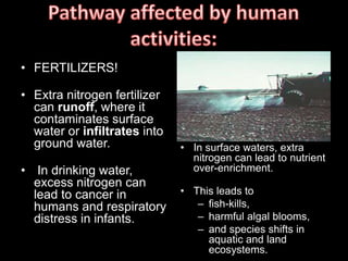 • FERTILIZERS!
• Extra nitrogen fertilizer
can runoff, where it
contaminates surface
water or infiltrates into
ground water.
• In drinking water,
excess nitrogen can
lead to cancer in
humans and respiratory
distress in infants.
• In surface waters, extra
nitrogen can lead to nutrient
over-enrichment.
• This leads to
– fish-kills,
– harmful algal blooms,
– and species shifts in
aquatic and land
ecosystems.
 