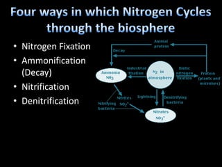 • Nitrogen Fixation
• Ammonification
(Decay)
• Nitrification
• Denitrification
 