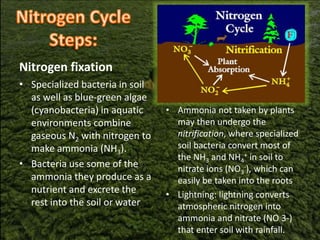 Nitrogen fixation
• Specialized bacteria in soil
as well as blue-green algae
(cyanobacteria) in aquatic
environments combine
gaseous N2 with nitrogen to
make ammonia (NH3).
• Bacteria use some of the
ammonia they produce as a
nutrient and excrete the
rest into the soil or water
• Ammonia not taken by plants
may then undergo the
nitrification, where specialized
soil bacteria convert most of
the NH3 and NH4
+ in soil to
nitrate ions (NO3
-), which can
easily be taken into the roots
• Lightning: lightning converts
atmospheric nitrogen into
ammonia and nitrate (NO 3-)
that enter soil with rainfall.
 