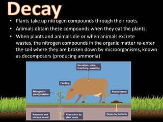 • Plants take up nitrogen compounds through their roots.
• Animals obtain these compounds when they eat the plants.
• When plants and animals die or when animals excrete
wastes, the nitrogen compounds in the organic matter re-enter
the soil where they are broken down by microorganisms, known
as decomposers (producing ammonia)
 