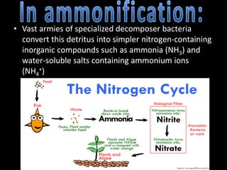 • Vast armies of specialized decomposer bacteria
convert this detritus into simpler nitrogen-containing
inorganic compounds such as ammonia (NH3) and
water-soluble salts containing ammonium ions
(NH4
+)
 