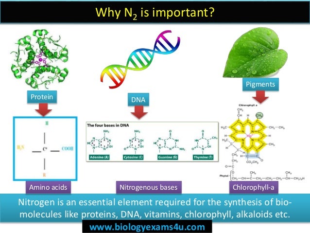 Nitrogen Cycle Definition Steps And Importance Twenty One 21st Century