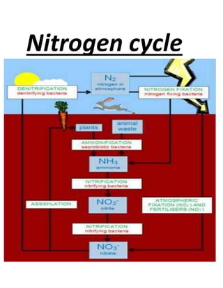 Nitrogen cycle
 