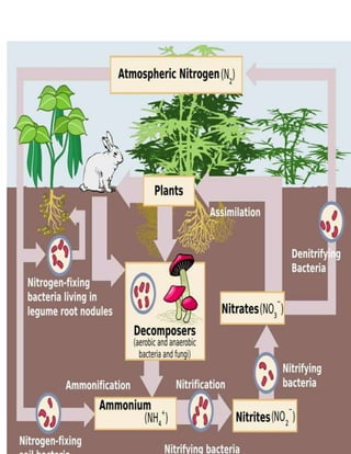 Nitrogen cycle