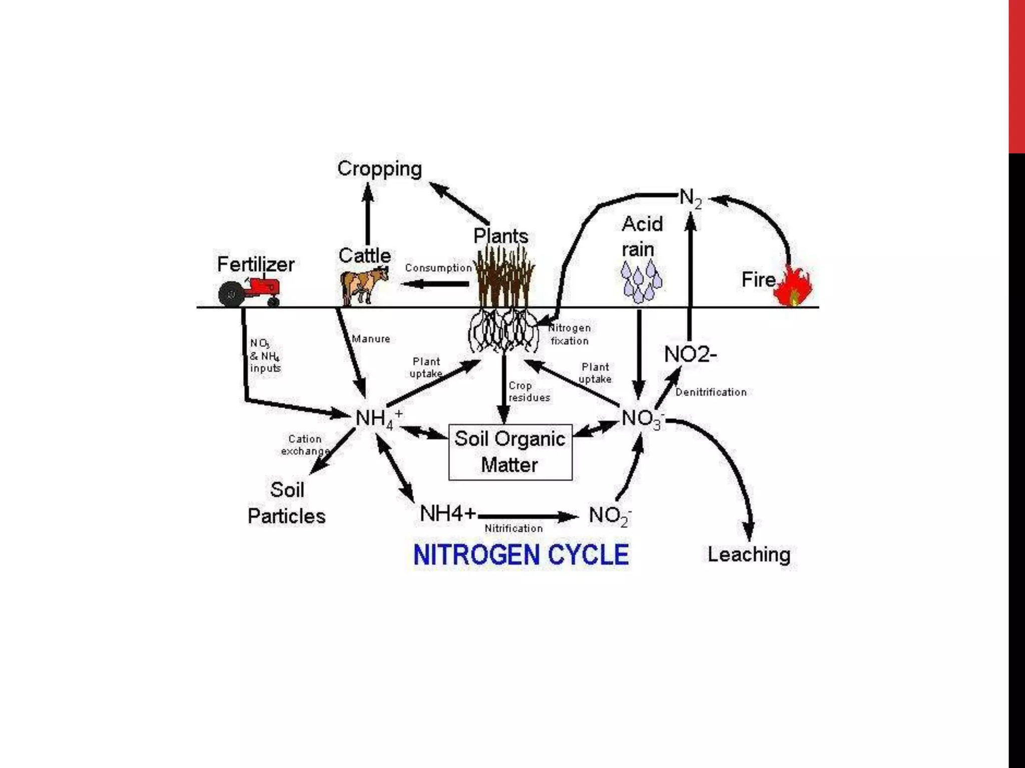 Nitrogen cycle and NITROGEN FIXATION | PPTX