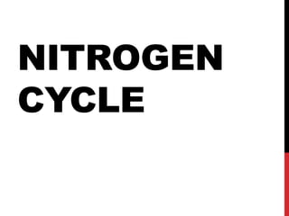 NITROGEN
CYCLE
 