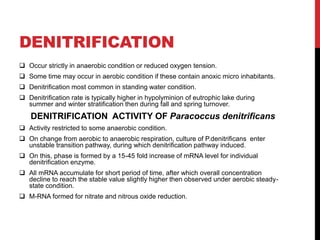 DENITRIFICATION
 Occur strictly in anaerobic condition or reduced oxygen tension.
 Some time may occur in aerobic condition if these contain anoxic micro inhabitants.
 Denitrification most common in standing water condition.
 Denitrification rate is typically higher in hypolyminion of eutrophic lake during
summer and winter stratification then during fall and spring turnover.
DENITRIFICATION ACTIVITY OF Paracoccus denitrificans
 Activity restricted to some anaerobic condition.
 On change from aerobic to anaerobic respiration, culture of P.denitrificans enter
unstable transition pathway, during which denitrification pathway induced.
 On this, phase is formed by a 15-45 fold increase of mRNA level for individual
denitrification enzyme.
 All mRNA accumulate for short period of time, after which overall concentration
decline to reach the stable value slightly higher then observed under aerobic steady-
state condition.
 M-RNA formed for nitrate and nitrous oxide reduction.
 