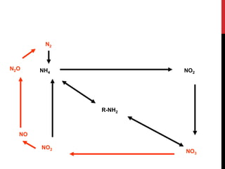 R-NH2
NH4 NO2
NO3
NO2
NO
N2O
N2
 