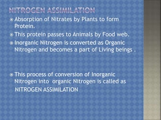 Nitrogen cycle | PPTX