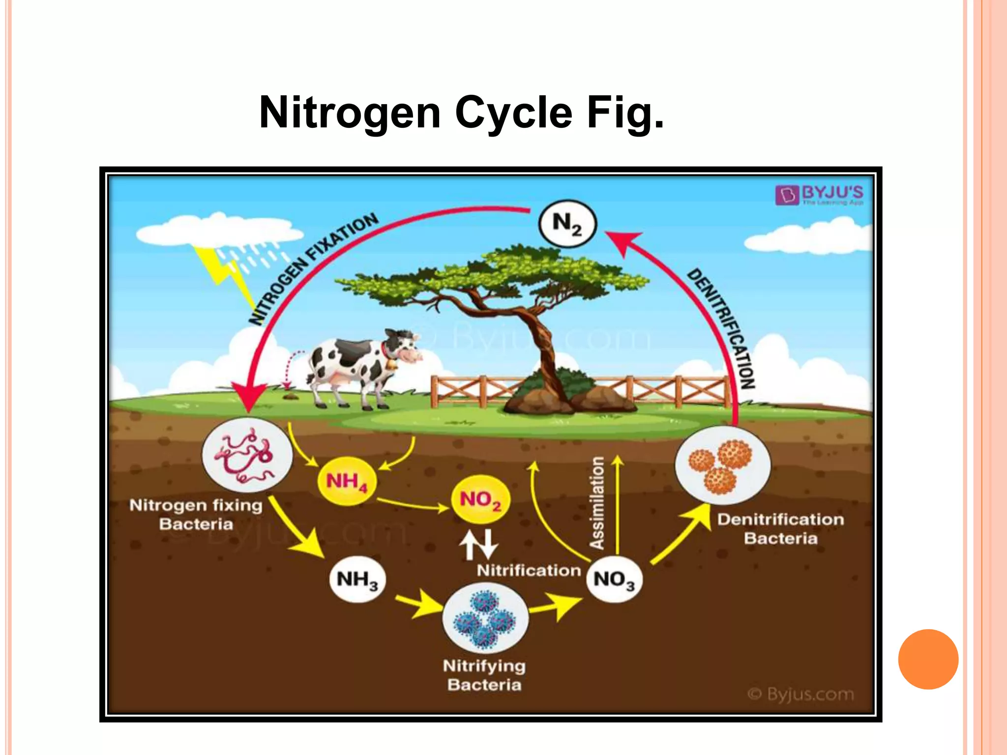 Nitrogen Cycle Fig.
 