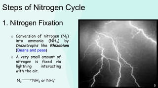 o A very small amount of
nitrogen is fixed via
lightning interacting
with the air.
N2 NH3 or NH4
+
1. Nitrogen Fixation
Steps of Nitrogen Cycle
o Conversion of nitrogen (N2)
into ammonia (NH3) by
Diazotrophs like Rhizobium
(Beans and peas)
5
 