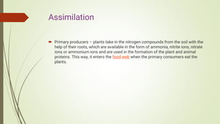 Nitrogen cycle | PDF