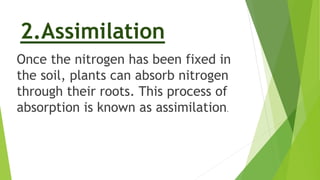 2.Assimilation
Once the nitrogen has been fixed in
the soil, plants can absorb nitrogen
through their roots. This process of
absorption is known as assimilation.
 