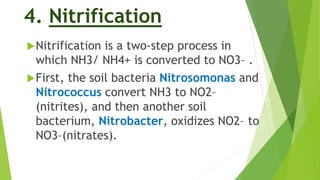 4. Nitrification
Nitrification is a two-step process in
which NH3/ NH4+ is converted to NO3– .
First, the soil bacteria Nitrosomonas and
Nitrococcus convert NH3 to NO2–
(nitrites), and then another soil
bacterium, Nitrobacter, oxidizes NO2– to
NO3–(nitrates).
 