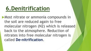 6.Denitrification
Most nitrate or ammonia compounds in
the soil are reduced again to free
molecular nitrogen (N2) which is released
back to the atmosphere. Reduction of
nitrates into free molecular nitrogen is
called De-nitrification.
 