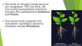  Two kinds of nitrogen-fixing bacteria
are recognized. The first kind, the
free-living (nonsymbiotic) bacteria,
includes the cyanobacteria Anabaena
and Nostoc.
 The second kind comprises the
mutualistic (symbiotic) bacteria;
examples include Rhizobium,
 