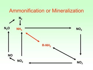 Nitrogen Cycle.ppt