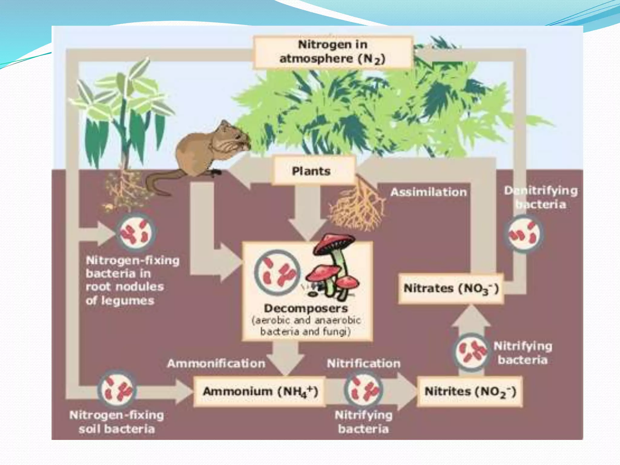 NITROGEN CYCLE.pdf