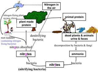 Nitrogen in
the air
animal protein
dead plants & animals
urine & feces
ammonia
nitrites
nitrates
plant made
protein
decomposition by bacteria & fungi
bacteria
(nitrifying bacteria)
nitrates absorbed
denitrifying
bacteria
root nodules
(containing nitrogen
fixing bacteria)
nitrogen fixing plant
eg pea, clover
bacteria
 