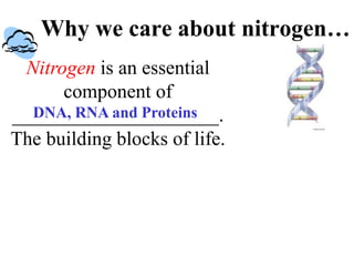 Why we care about nitrogen…
Nitrogen is an essential
component of
_____________________.
The building blocks of life.
DNA, RNA and Proteins
 