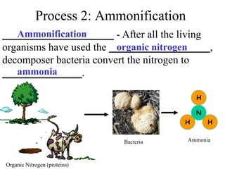 Process 2: Ammonification
_____________________ - After all the living
organisms have used the ___________________,
decomposer bacteria convert the nitrogen to
_______________.
N
H
H
H
Ammonification
organic nitrogen
ammonia
Bacteria Ammonia
Organic Nitrogen (proteins)
 