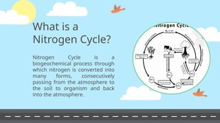 Nitrogen Cycle, definition, stages and importance | PPTX