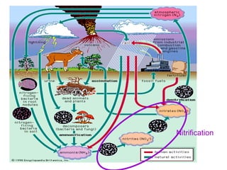The Nitrogen Cycle PowerPoint Presentation | PPT