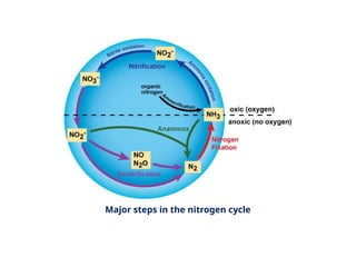 Nitrogen Cycle.pptx nitrogen fixation and the organisms helping for the ...