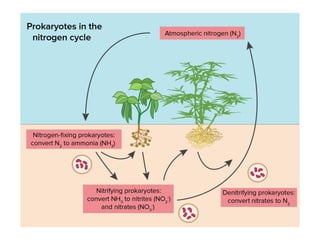 Nitrogen Cycle.pptx nitrogen fixation and the organisms helping for the ...