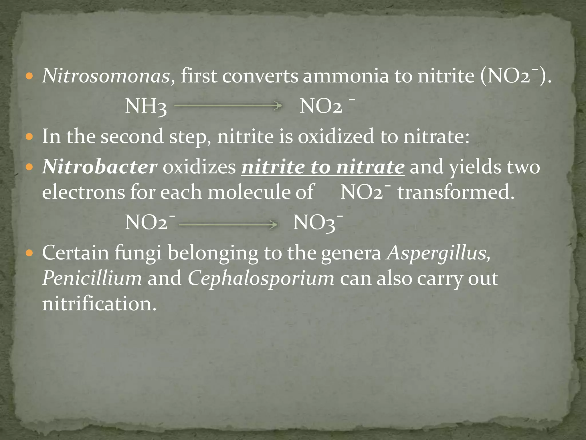  Nitrosomonas, first converts ammonia to nitrite (NO2¯).
NH3 NO2 ¯
 In the second step, nitrite is oxidized to nitrate:
 Nitrobacter oxidizes nitrite to nitrate and yields two
electrons for each molecule of NO2¯ transformed.
NO2¯ NO3¯
 Certain fungi belonging to the genera Aspergillus,
Penicillium and Cephalosporium can also carry out
nitrification.
 