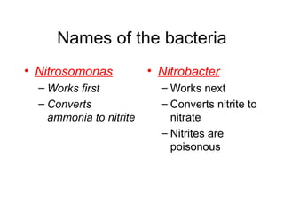 Names of the bacteria
• Nitrosomonas
– Works first
– Converts
ammonia to nitrite
• Nitrobacter
– Works next
– Converts nitrite to
nitrate
– Nitrites are
poisonous
 