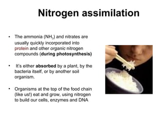 Nitrogen assimilation
• The ammonia (NH3) and nitrates are
usually quickly incorporated into
protein and other organic nitrogen
compounds (during photosynthesis)
• It’s either absorbed by a plant, by the
bacteria itself, or by another soil
organism.
• Organisms at the top of the food chain
(like us!) eat and grow, using nitrogen
to build our cells, enzymes and DNA
 
