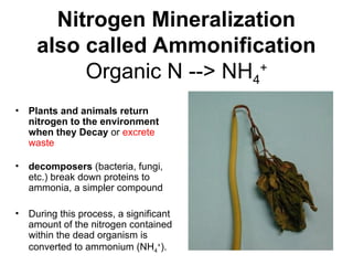 Nitrogen Mineralization
also called Ammonification
Organic N --> NH4
+
• Plants and animals return
nitrogen to the environment
when they Decay or excrete
waste
• decomposers (bacteria, fungi,
etc.) break down proteins to
ammonia, a simpler compound
• During this process, a significant
amount of the nitrogen contained
within the dead organism is
converted to ammonium (NH4
+
).
 