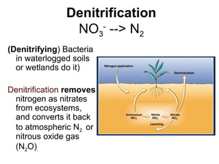 Denitrification
NO3
-
--> N2
(Denitrifying) Bacteria
in waterlogged soils
or wetlands do it)
Denitrification removes
nitrogen as nitrates
from ecosystems,
and converts it back
to atmospheric N2 or
nitrous oxide gas
(N2O).
 