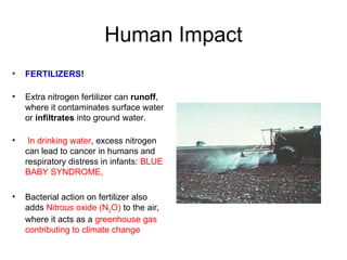 Human Impact
• FERTILIZERS!
• Extra nitrogen fertilizer can runoff,
where it contaminates surface water
or infiltrates into ground water.
• In drinking water, excess nitrogen
can lead to cancer in humans and
respiratory distress in infants: BLUE
BABY SYNDROME,
• Bacterial action on fertilizer also
adds Nitrous oxide (N2O) to the air,
where it acts as a greenhouse gas
contributing to climate change
 
