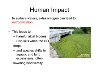 Human Impact
• In surface waters, extra nitrogen can lead to
eutrophication
• This leads to
– harmful algal blooms,
– Fish kills when the DO
drops
– and species shifts in
aquatic and land
ecosystems, often
lowering biodiversity
 