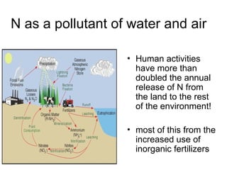 N as a pollutant of water and air
• Human activities
have more than
doubled the annual
release of N from
the land to the rest
of the environment!
• most of this from the
increased use of
inorganic fertilizers
 