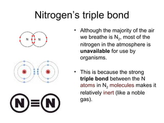Nitrogen’s triple bond
• Although the majority of the air
we breathe is N2, most of the
nitrogen in the atmosphere is
unavailable for use by
organisms.
• This is because the strong
triple bond between the N
atoms in N2 molecules makes it
relatively inert (like a noble
gas).
 