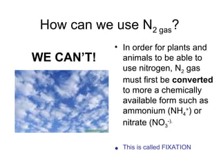 How can we use N2 gas?
• In order for plants and
animals to be able to
use nitrogen, N2 gas
must first be converted
to more a chemically
available form such as
ammonium (NH4
+
) or
nitrate (NO3
-).
• This is called FIXATION
WE CAN’T!
 