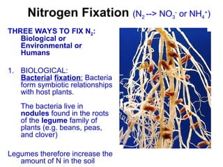 Nitrogen Fixation (N2 --> NH3 or NH4
+
)
HOW?
Biological or
Environmental or Humans
BIOLOGICAL:
Bacteria (called Nitrogen-
fixing bacteria)
These bacteria form
symbiotic relationships with
host plants.
The bacteria live in nodules
found in the roots of the
legume family of plants
(e.g. beans, peas, and
clover)
Nitrogen Fixation (N2 --> NO3
-
or NH4
+
)
THREE WAYS TO FIX N2:
Biological or
Environmental or
Humans
1. BIOLOGICAL:
Bacterial fixation: Bacteria
form symbiotic relationships
with host plants.
The bacteria live in
nodules found in the roots
of the legume family of
plants (e.g. beans, peas,
and clover)
Legumes therefore increase the
amount of N in the soil
 