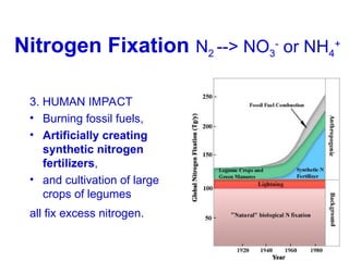 Nitrogen Fixation N2 --> NO3
-
or NH4
+
3. HUMAN IMPACT
• Burning fossil fuels,
• Artificially creating
synthetic nitrogen
fertilizers,
• and cultivation of large
crops of legumes
all fix excess nitrogen.
 