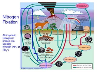 Nitrogen
Fixation
Atmospheric
Nitrogen is
broken into
useable
nitrogen (NH
NH3
3 or
or
NH
NH4
4
+
+
)
)
 