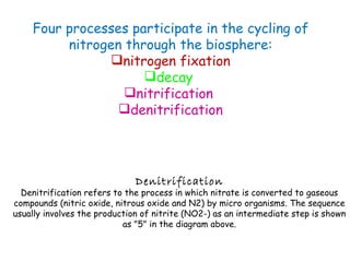 Four processes participate in the cycling of nitrogen through the biosphere: nitrogen fixation decay   nitrification  denitrification Denitrification Denitrification refers to the process in which nitrate is converted to gaseous compounds (nitric oxide, nitrous oxide and N2) by micro organisms. The sequence usually involves the production of nitrite (NO2-) as an intermediate step is shown as "5" in the diagram above. 