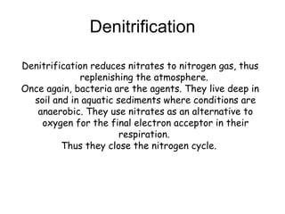 Denitrification Denitrification reduces nitrates to nitrogen gas, thus replenishing the atmosphere.  Once again, bacteria are the agents. They live deep in soil and in aquatic sediments where conditions are anaerobic. They use nitrates as an alternative to oxygen for the final electron acceptor in their respiration.  Thus they close the nitrogen cycle.  