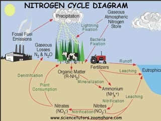 NITROGEN CYCLE DIAGRAM www.sciencetutors.zoomshare.com  