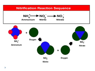 Ammonification Nitrogen Cycle Reaction